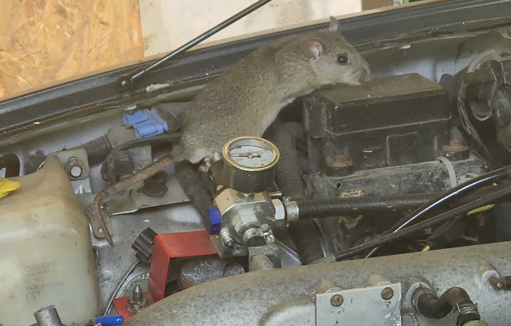 Open NA 1.6 liter Miata image bay with a rat on the fuel pressure regulator. 